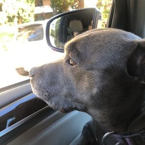 Meet your Posher, Adele